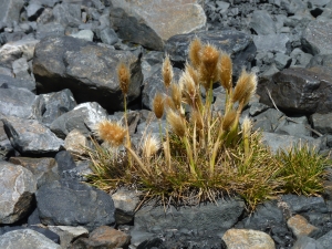 tussock-of-grass-in-mountains-1437498-m